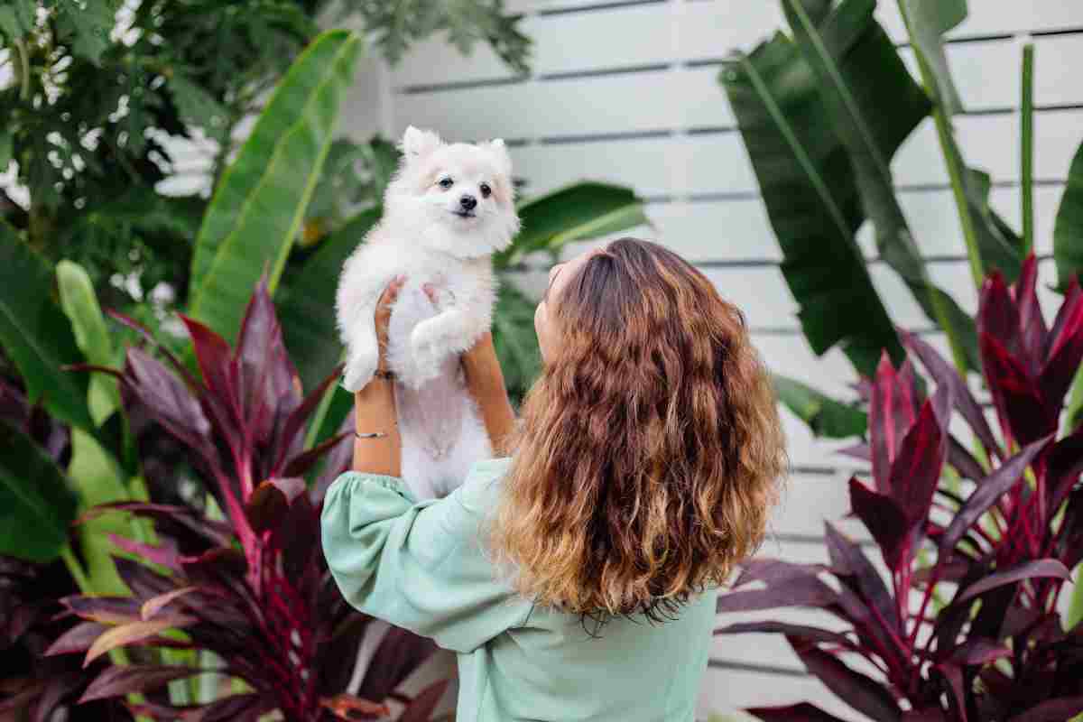 Le piante in casa amiche di cani e gatti, ecco quali sono quelle pet friendly