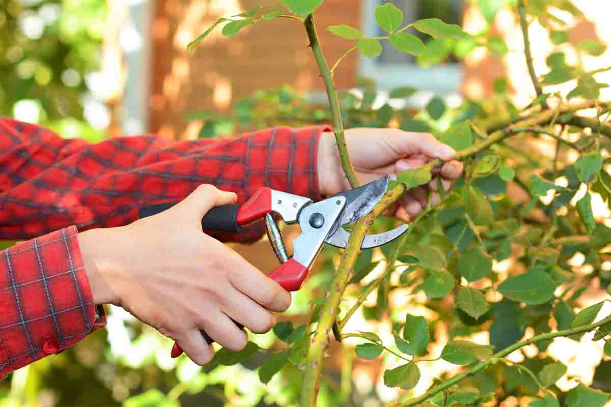 Giardino, sono queste le piante da potare ora per averlo splendido l’anno prossimo