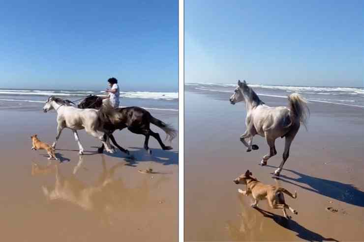 cavalli e cani in riva al mare 