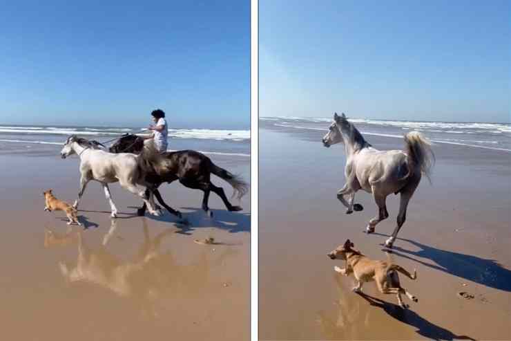 cavalli e cani in riva al mare