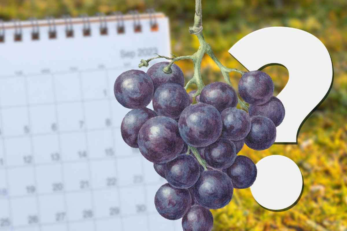 Uva e Settembre, il connubio perfetto: ma mangiare i semi fa male o no, cosa sapere su questo frutto