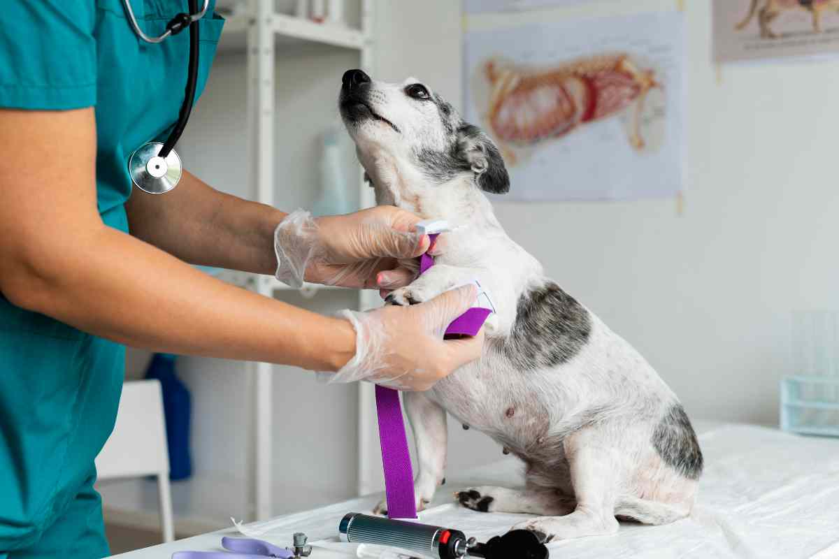 Quando sterilizzare il cane si rende necessario: tutto quello che c’è da sapere
