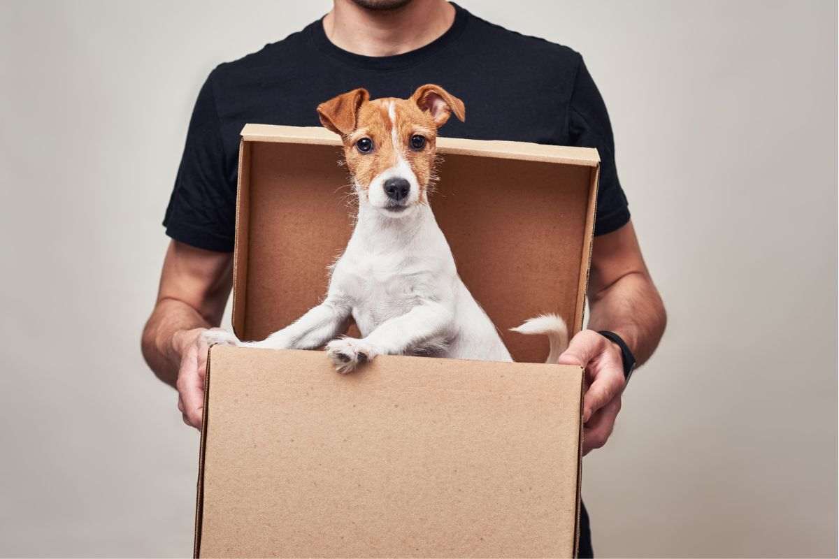 Sorprende la sua fidanzata regalandole un cucciolo: la sua reazione commuove tutti