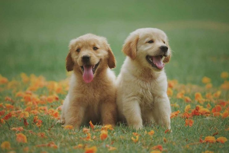 Cuccioli labrador