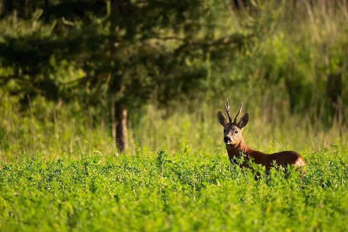 visita bosco wwf vanzago