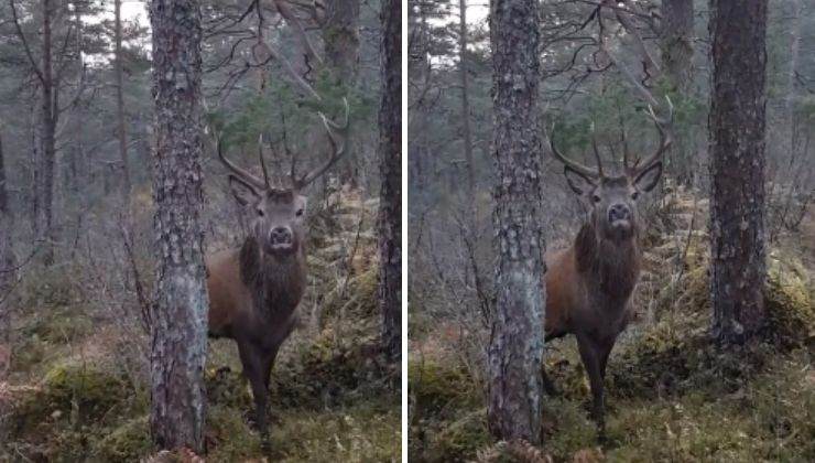 incontro bosco