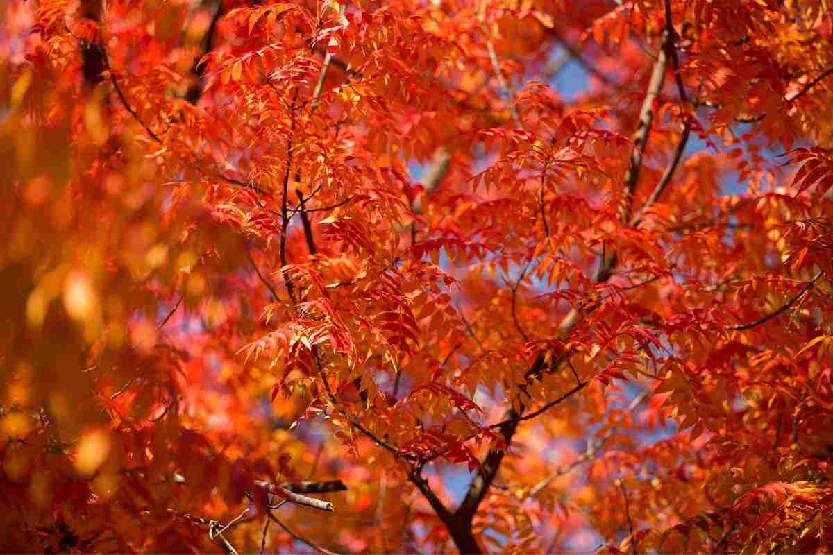 Un week end all’insegna dell’autunno: i paesi in cui il foliage diventa protagonista assoluto dei paesaggi