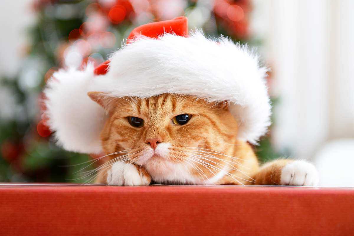Vuoi preparare una casetta natalizia per il tuo gatto? Ecco come realizzarla spendendo pochi euro