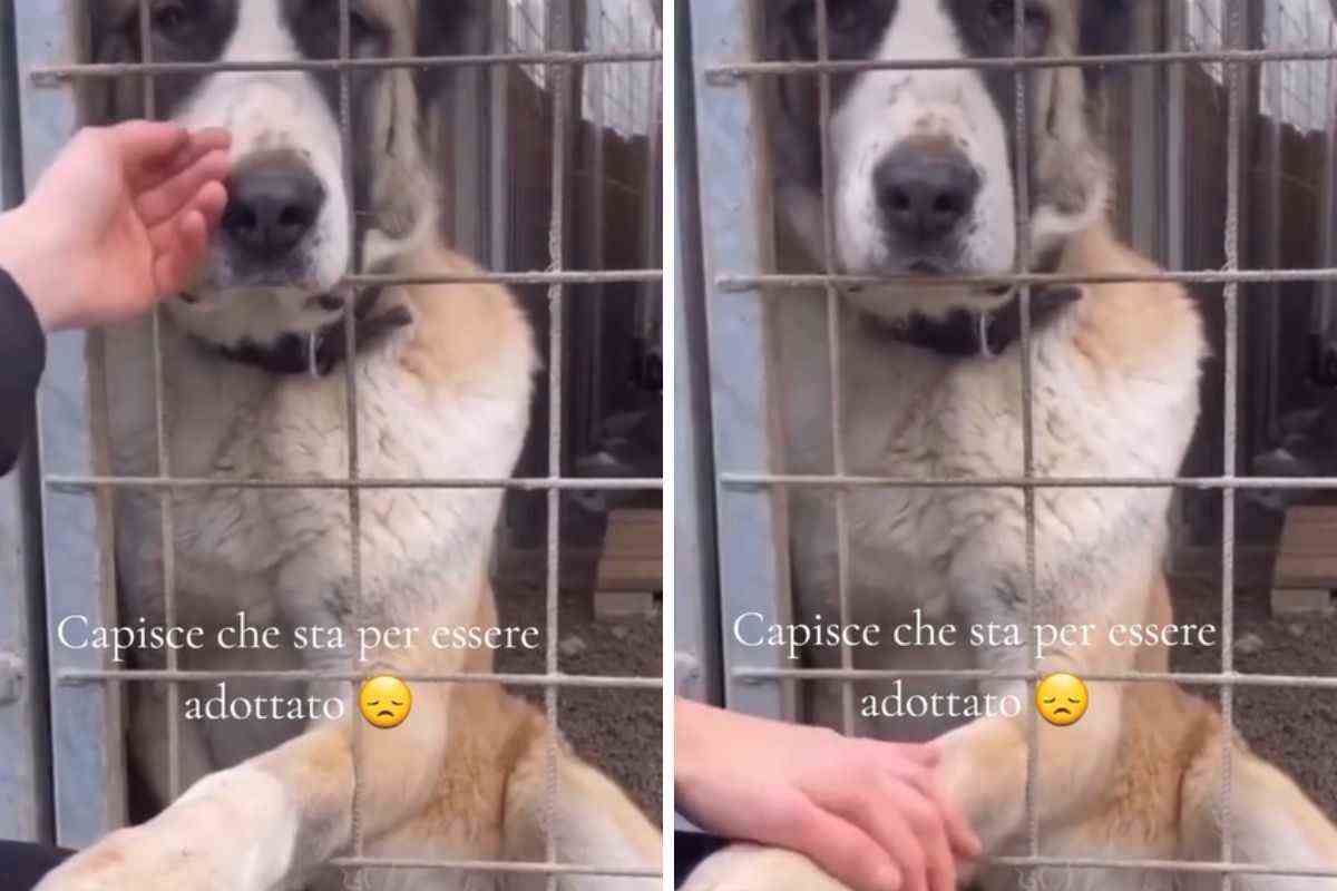 “Capisce che sta per essere adottato”: il gesto del cane fa sciogliere il cuore | Video