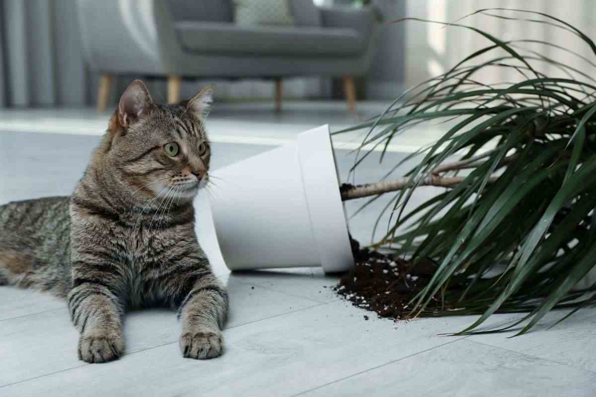 Il tuo gatto si comporta male? Smettila di urlargli contro: ecco quello che devi fare e che funziona davvero