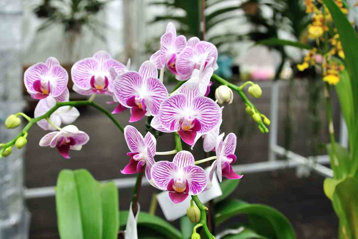 Puoi avere delle super orchidee anche in inverno: le 7 regole d’oro