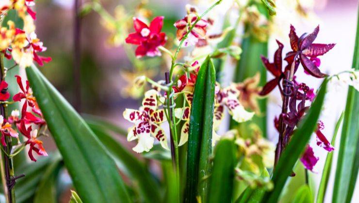 orchidee inverno