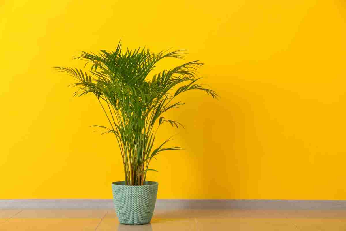 parete gialla con battiscopa grigio e vaso con palma