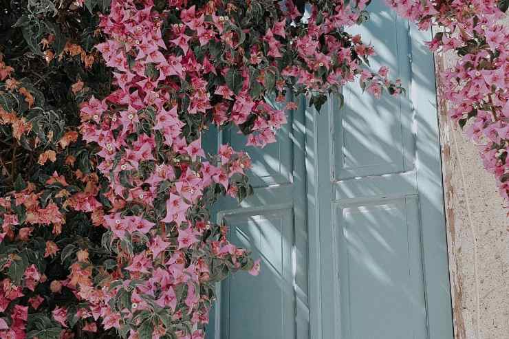pianta rampicante su porta di casa