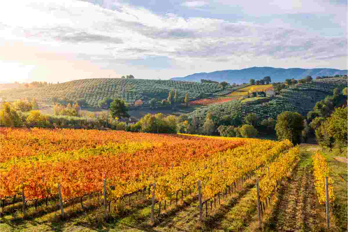 Umbria vigneti in autunno