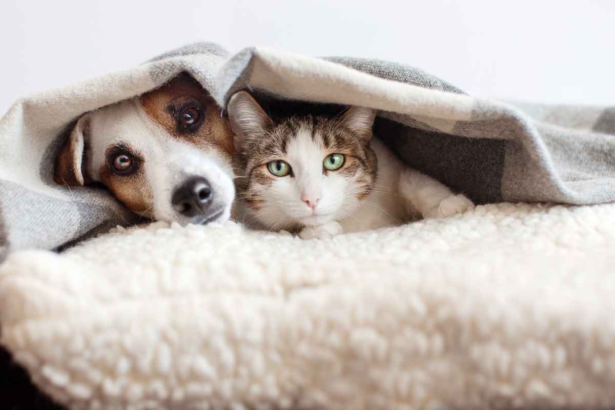 cane e gatto impauriti sotto una coperta
