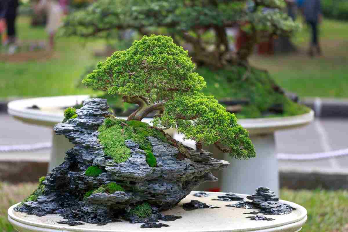 bonsai su pietra in un giardino