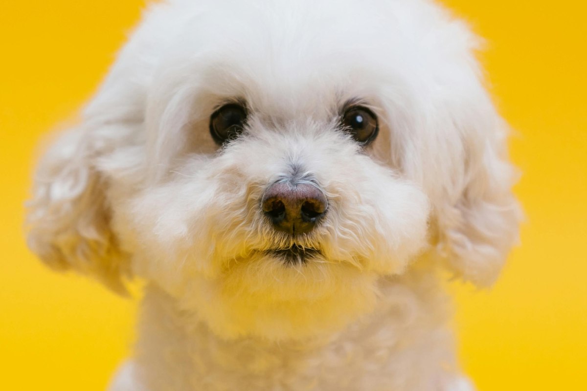Un cagnolino bianco: primo piano