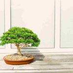bonsai poggiato su un pavimento