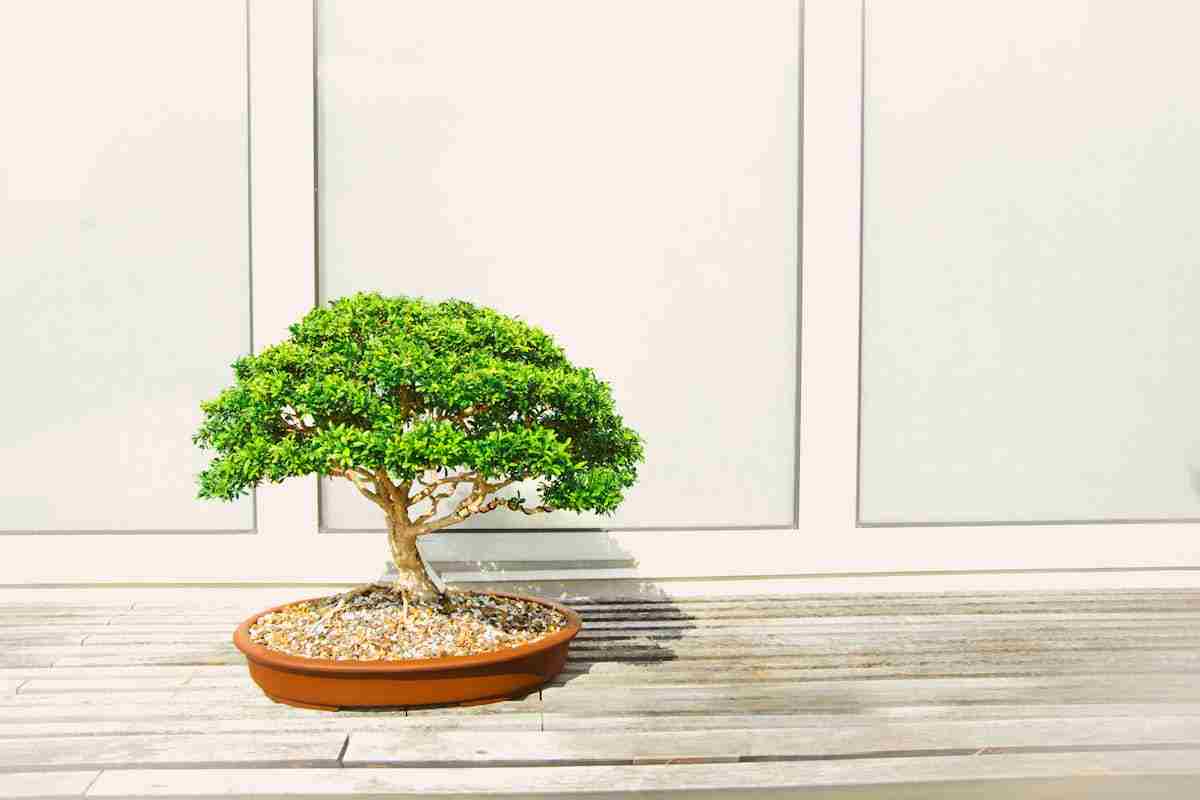 bonsai poggiato su un pavimento