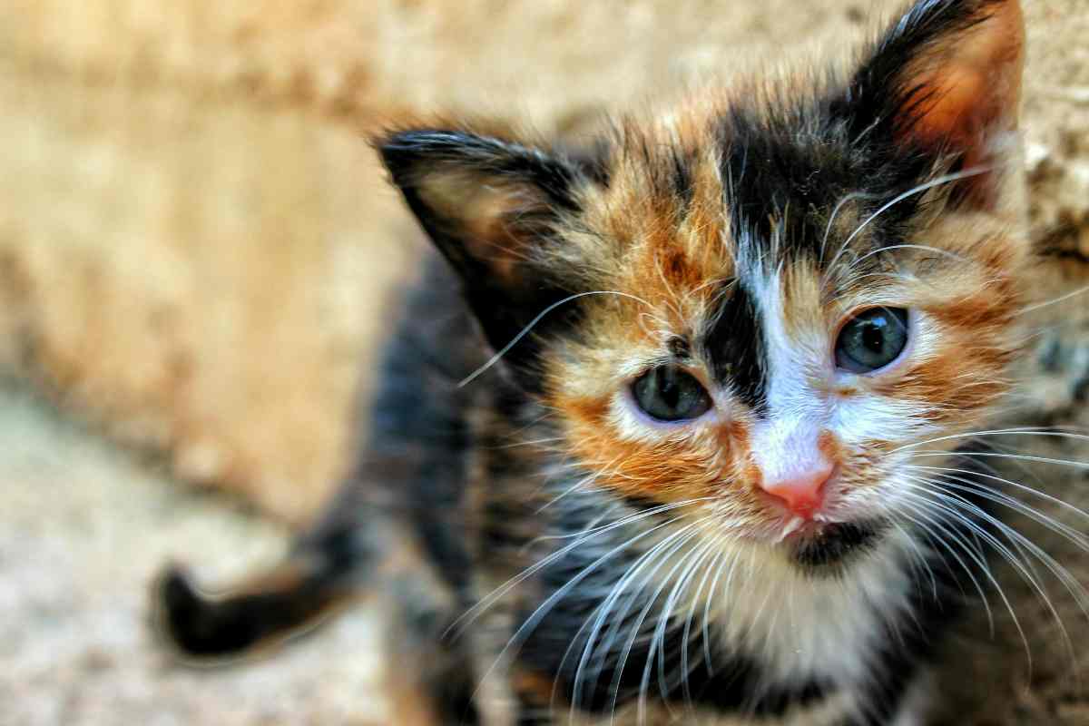 Un gattino nero e arancione