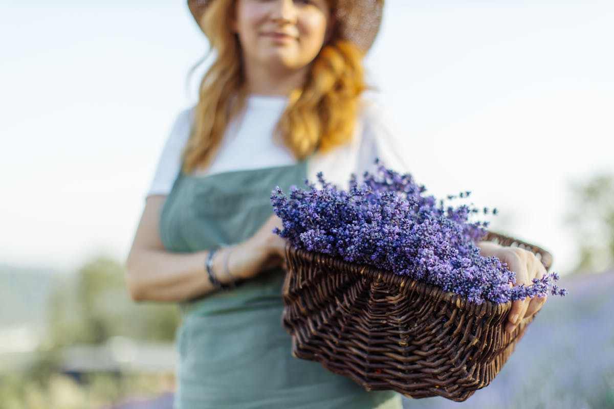 cesta con lavanda