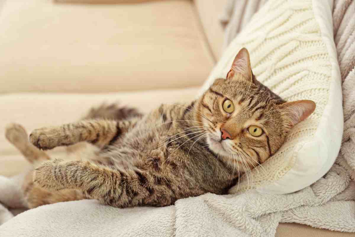 gatto sdraiato sul divano che vi guarda negli occhi