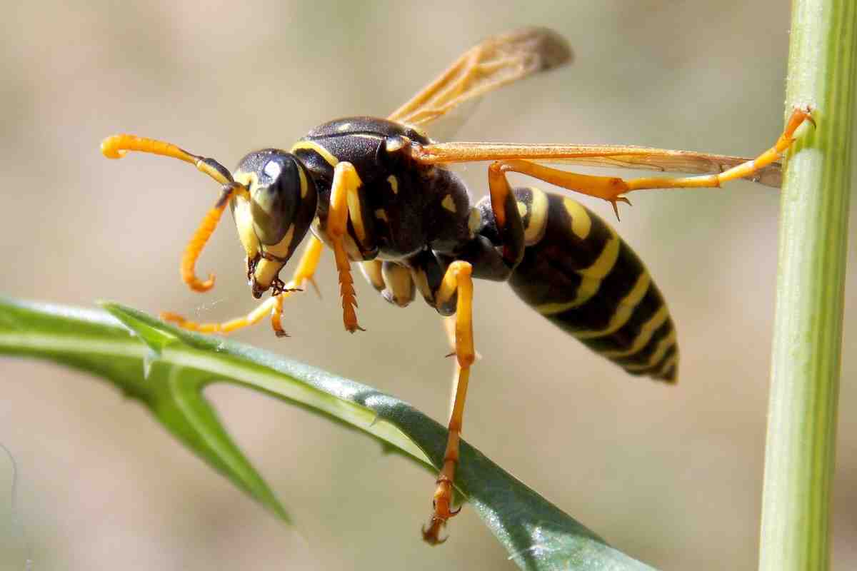 Uno dei metodi naturali per allontanare le vespe, piante di citronella