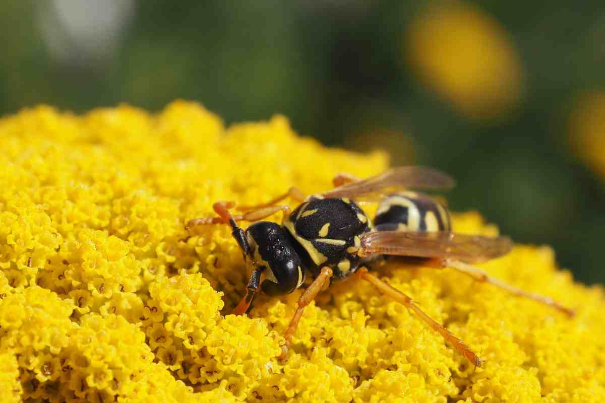 una vespa vista da vicino su fiori di achillea