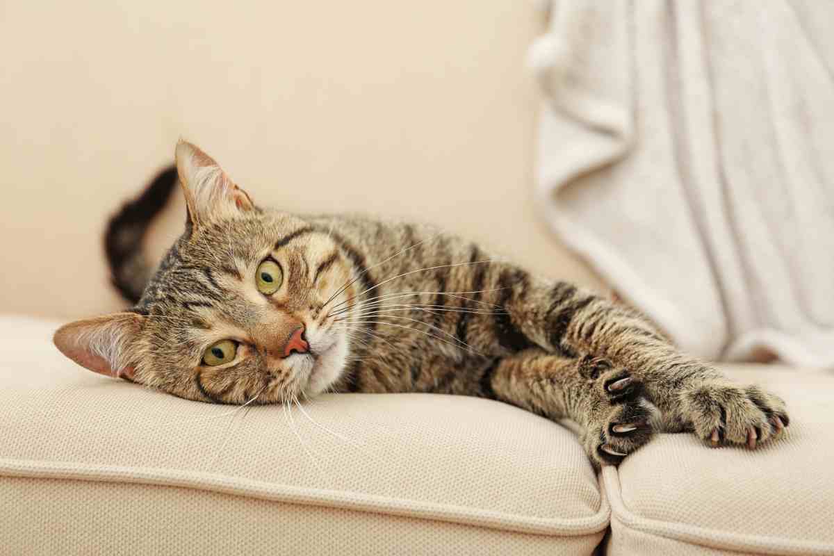 gatto che ti guarda negli occhi mentre è steso sul divano