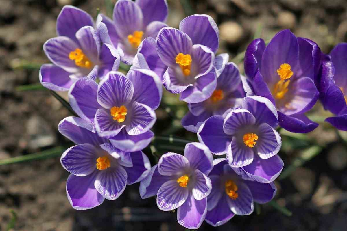crocus viola