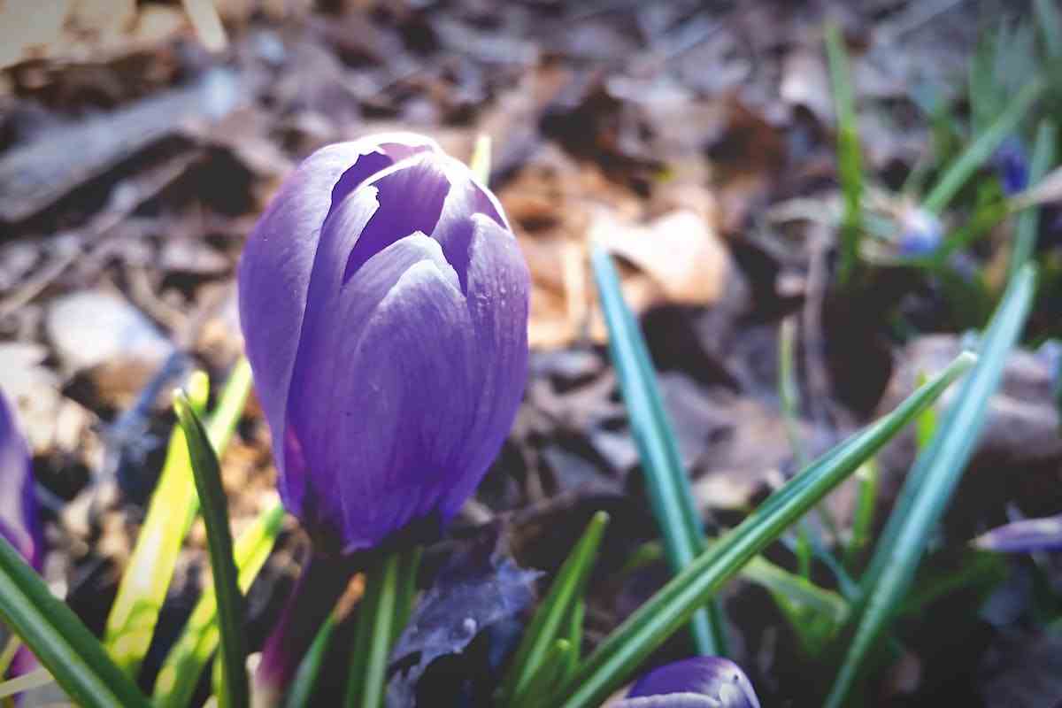 crocus non sbocciato