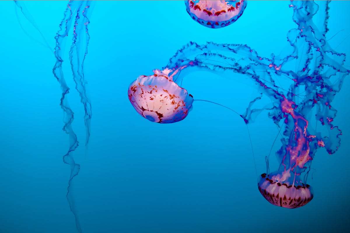 medusa in acqua