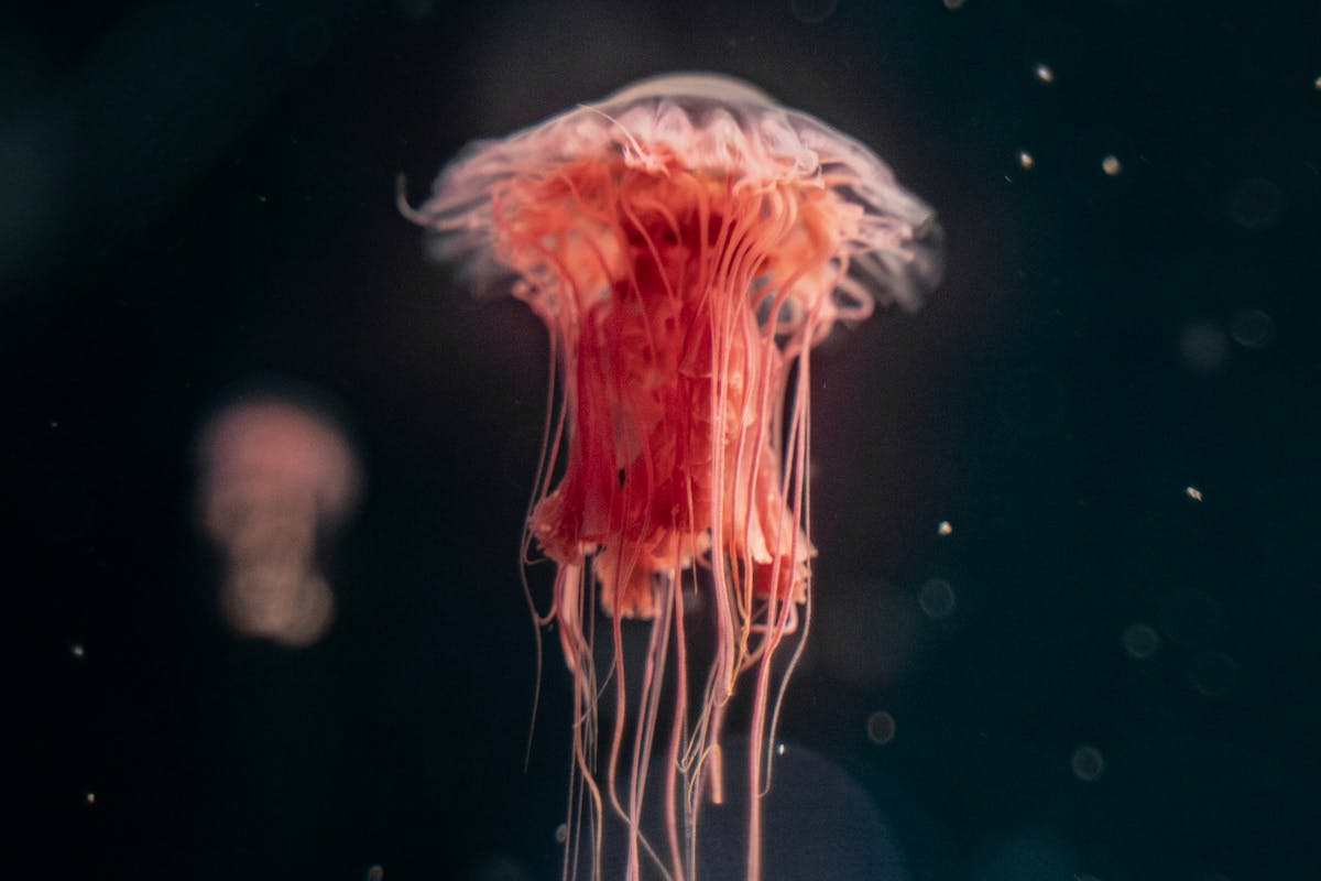 medusa che risale in acqua di mare