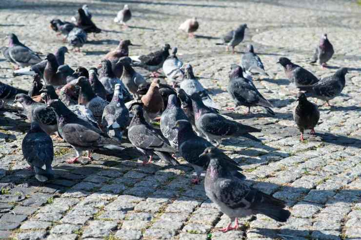 Piccioni in piazza