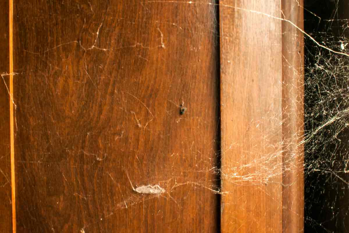 Ragnatele sulle porte