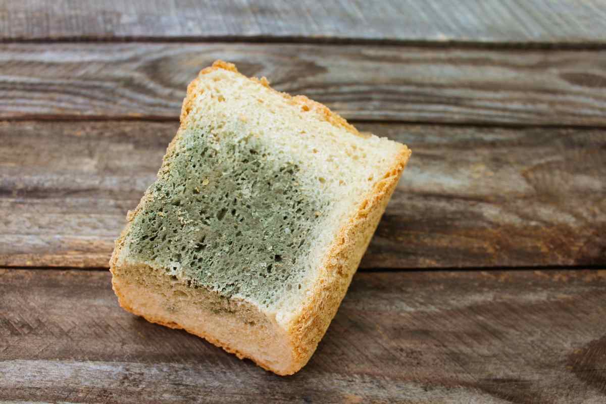 Muffa sul pane in cassetta