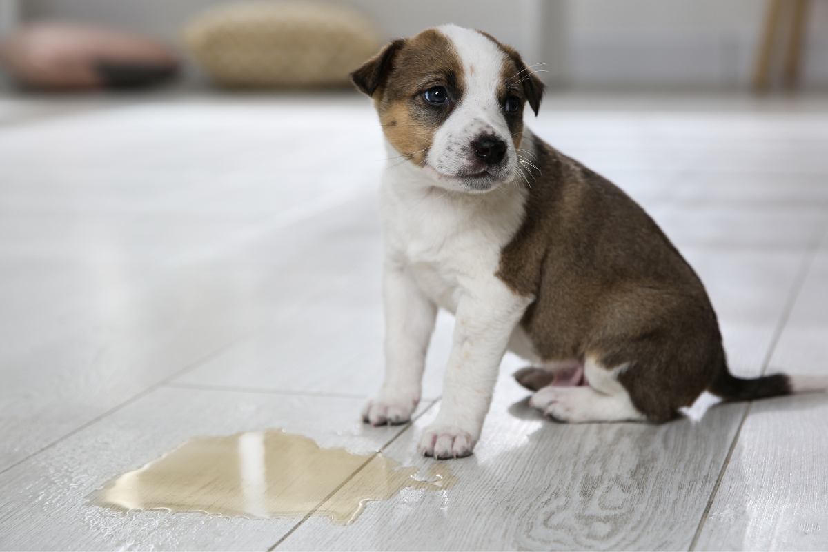 Pipì di cane