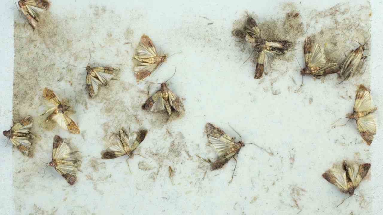 Insetti della farina pourfemme.it