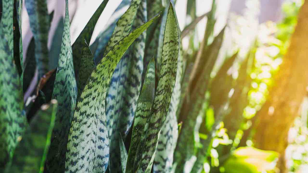 sanseveria