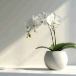 Orchidee cosa significa e a chi regalarle - Pourfemme.it