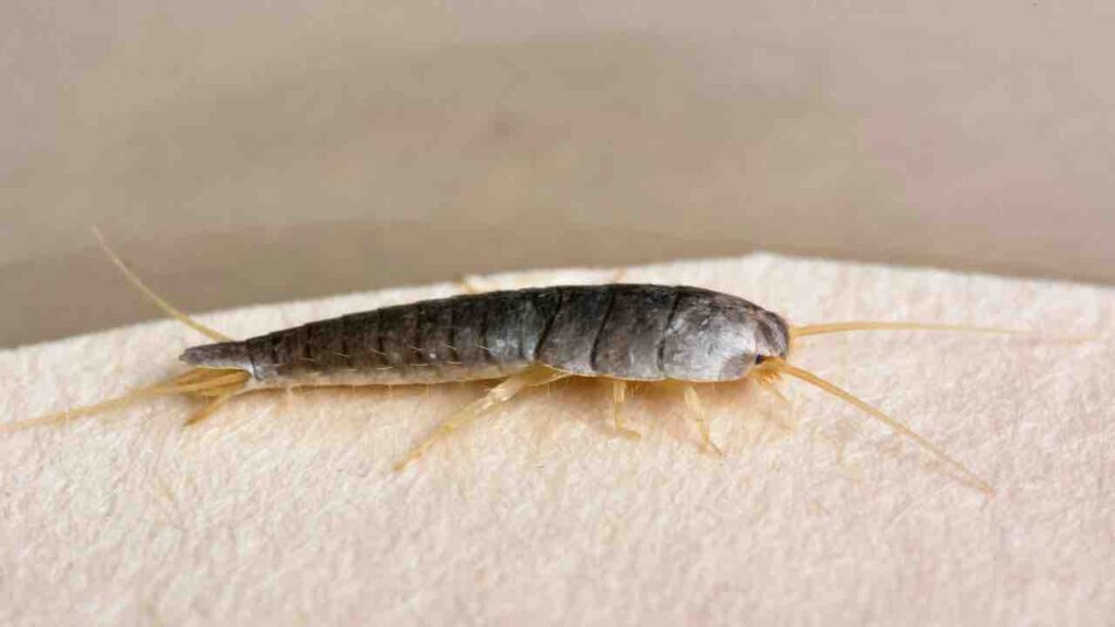 pesciolini argentati