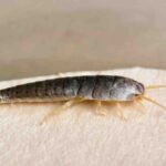 pesciolini argentati