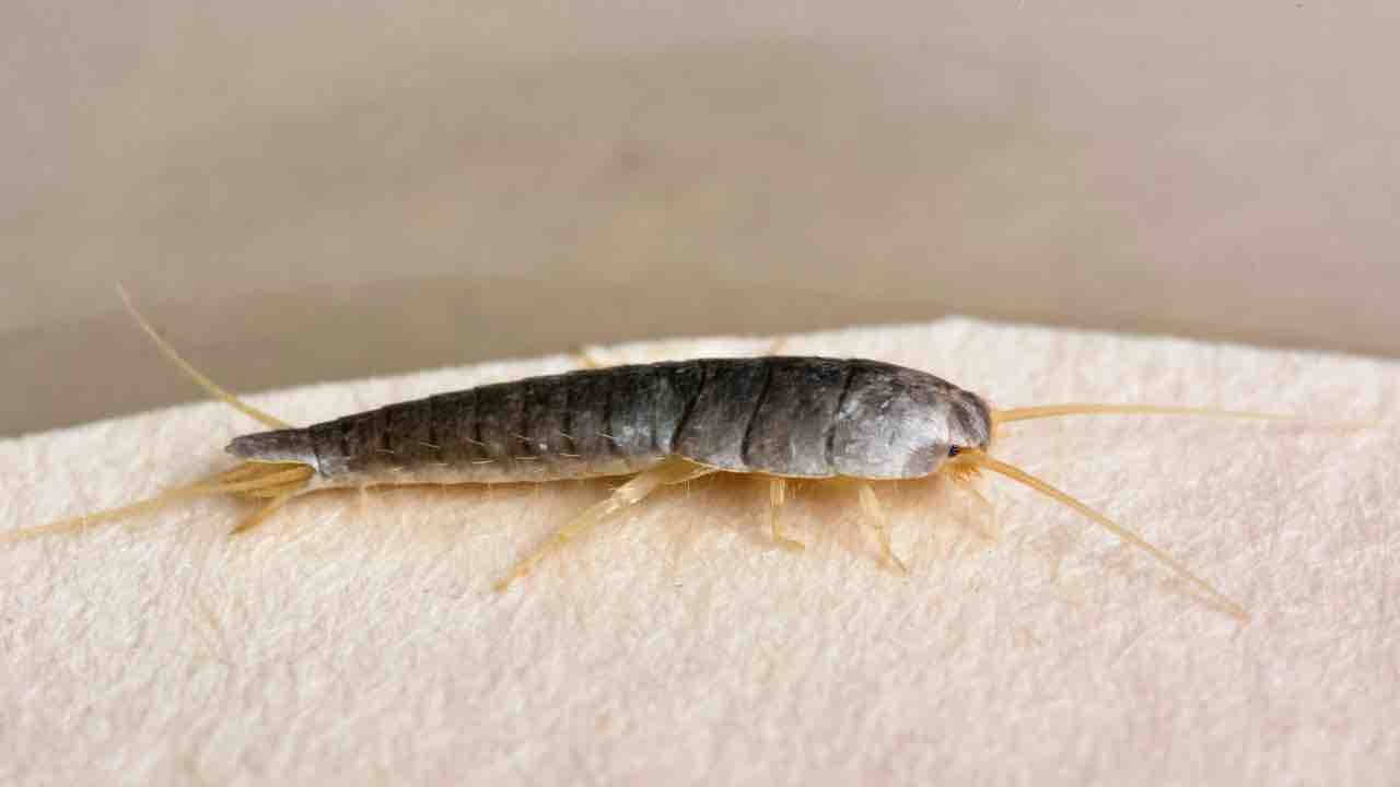 pesciolini argentati