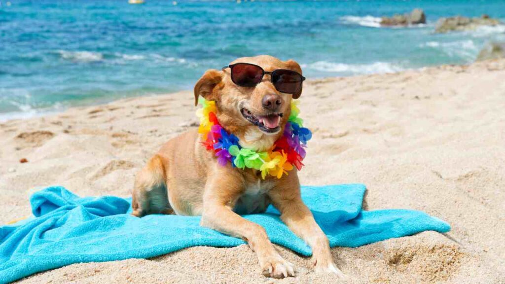 Cane in spiaggia 3 cose da avere in spiaggia - Pourfemme.it