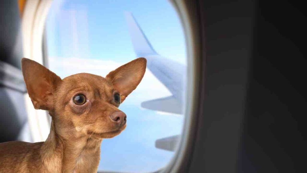 cane in aereo