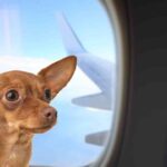 cane in aereo