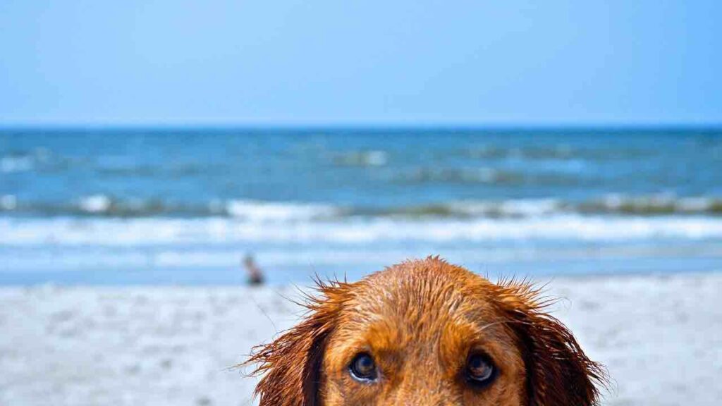 cane in spiaggia