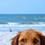 cane in spiaggia