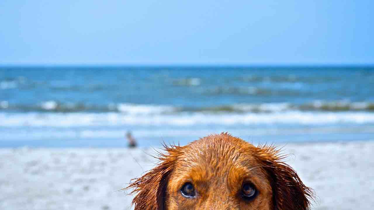 cane in spiaggia